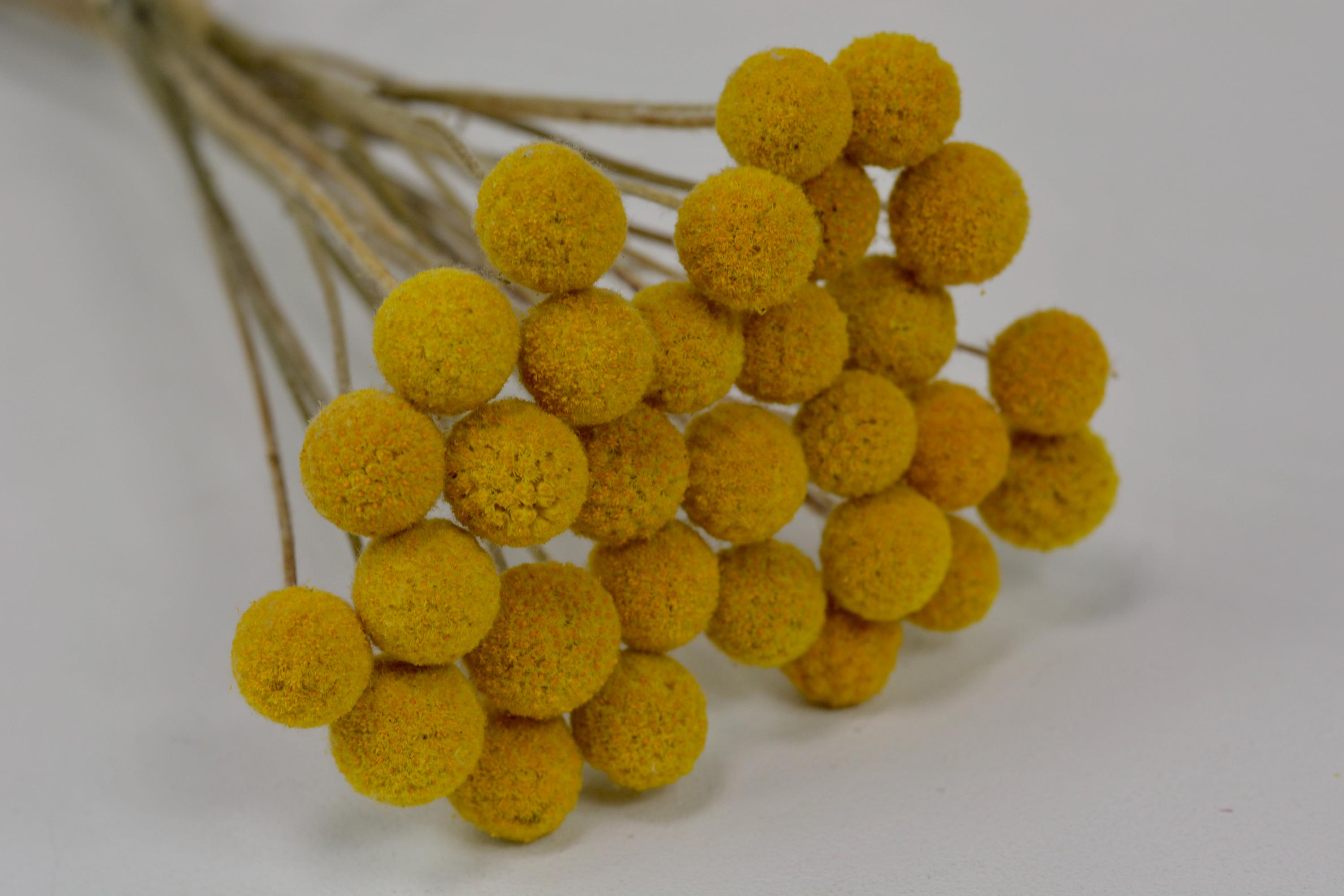 Dried Craspedia Billy Balls (30pc, small Size) - Yellow Flowers for Floral Arrangements and Wedding Bouquets