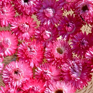 Dried Strawflower heads 50 pc&#39;s, Dried flowers Florist supply Potpourri Craft supply Home decor DIY Wedding table decor, Pink.