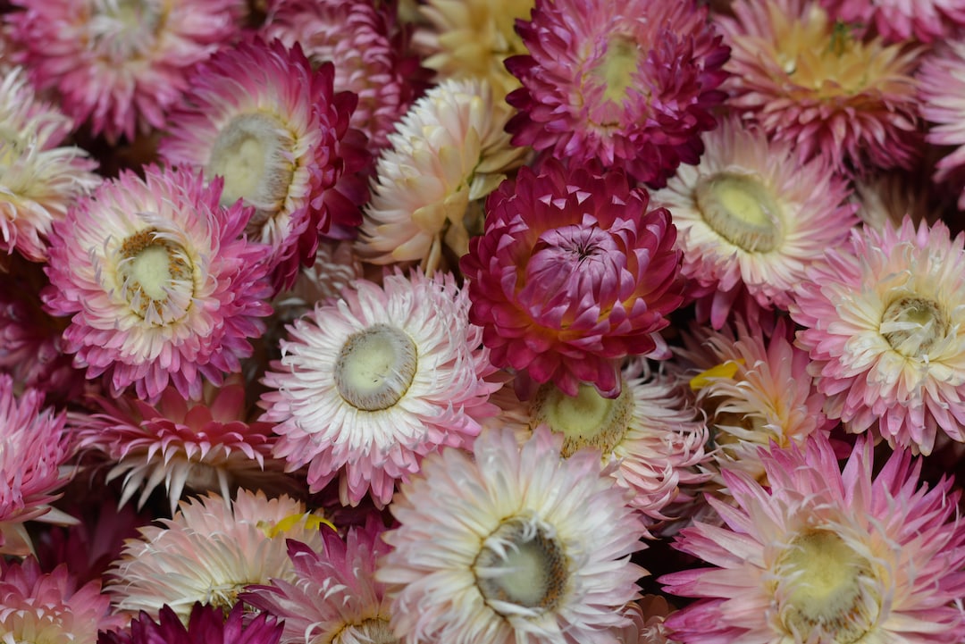 Dried Strawflower Heads 100 Pc's Dried Flowers Florist Etsy