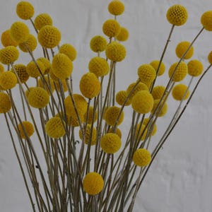 15-Stem Bunch of Dried Craspedia Billy Balls Yellow Drumstick Flowers for Rustic or Country Floral Arrangements and Wedding Bouquets image 5