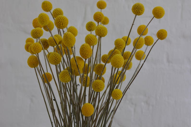 15-Stem Bunch of Dried Craspedia Billy Balls Yellow Drumstick Flowers for Rustic or Country Floral Arrangements and Wedding Bouquets image 5