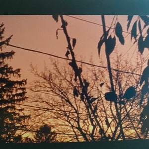 Wenskaarten uit de Sunset-serie: wintersinaasappel