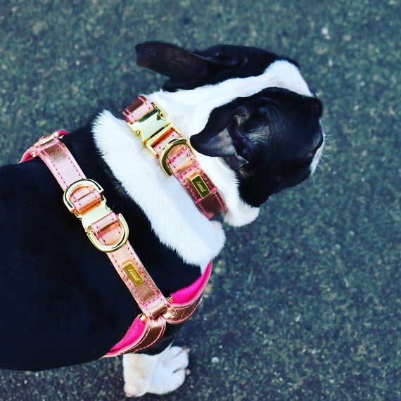 gold dog harness