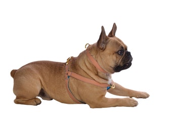 Dog Harness, Leather Dog Harness, Adjustable leather dog harness, Salmon Dog Harness Personalised Leather Dog Harness