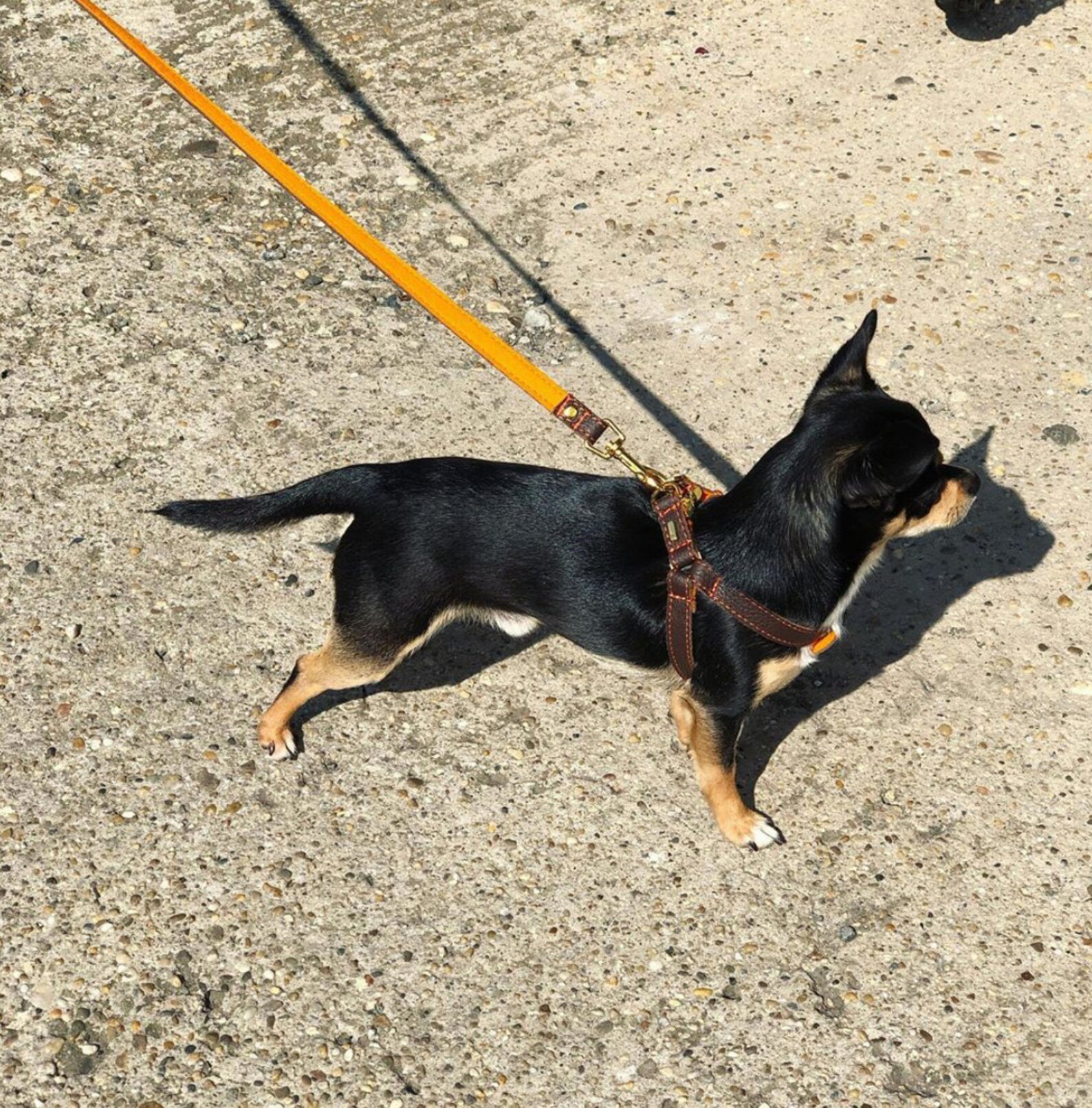 Dog Harness Leather Dog Harness Adjustable Leather Dog Etsy