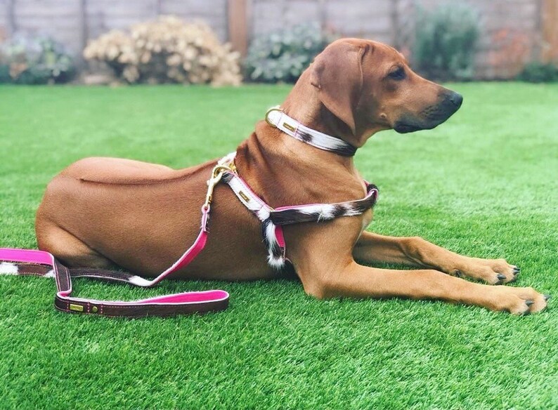 Dog Harness Leather Adjule Image 0
