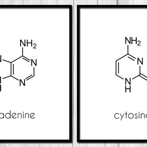 Art d'ADN ADN affiche nucléotides imprimable Science Art Art nucléotides Digital Download ADN molécule Art biologie Art cadeau pour l'impression de biologiste image 2