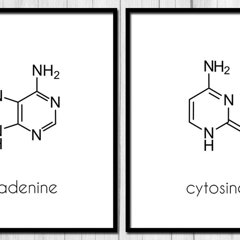 Art d'ADN ADN affiche nucléotides imprimable Science Art Art nucléotides Digital Download ADN molécule Art biologie Art cadeau pour l'impression de biologiste image 2