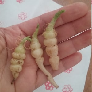 5 Chinese Artichoke Tubers Bare Roots