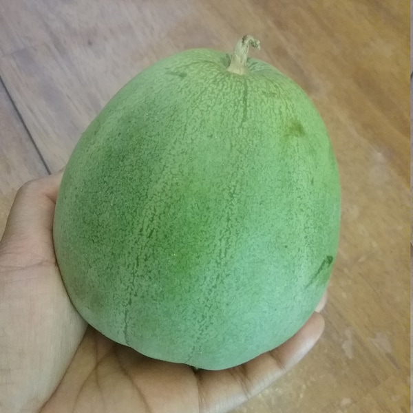 Japanese Melon Seed Etsy
