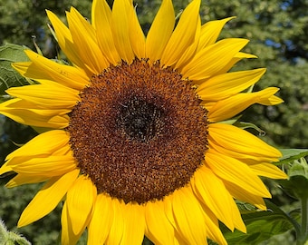 20 Gold Rush sunflower seeds #36