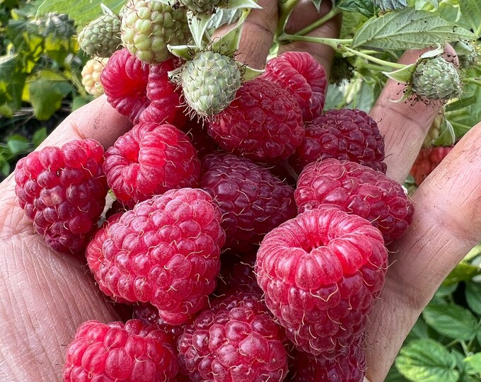Raspberry Joan Jrootstock Completely Thornless, Everbearing, High