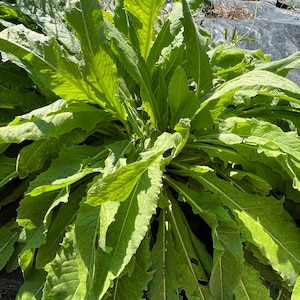 May include: A close-up of a large green leafy plant with many leaves. The leaves are long and narrow, with jagged edges. The plant is growing in a garden setting.