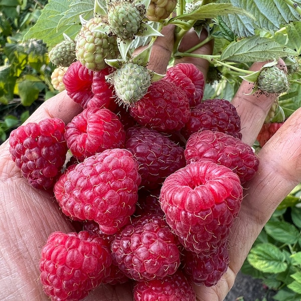 2 Thorn less Raspberry bare root plant (DO NOT plant in pot)