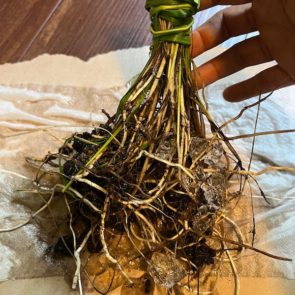 Sweet Grass Hierochloe odorata 5+Bare root plant Organic