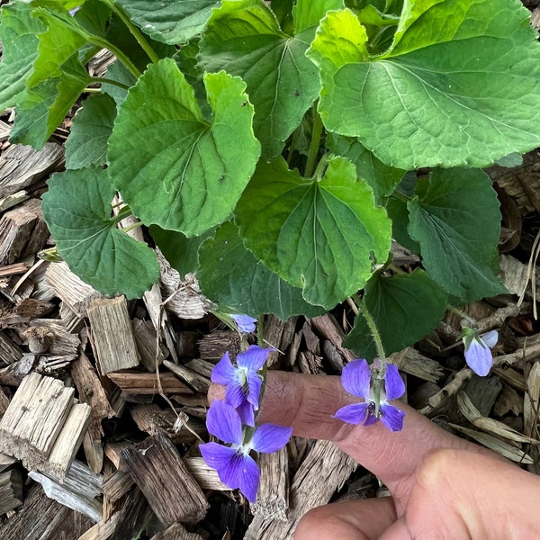 20+Common Blue Violet wildflower seeds Organic