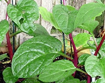 50 seeds Red Malabar Spinach #37