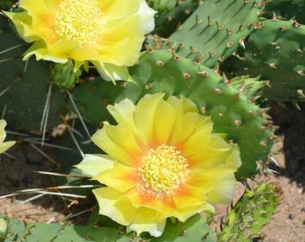 10 Eastern prickly pear seeds