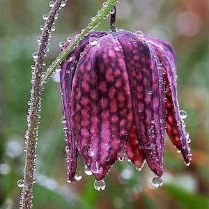 Perennial 50 Checker Lily, Guinea Hen flower seeds Zone 4-9