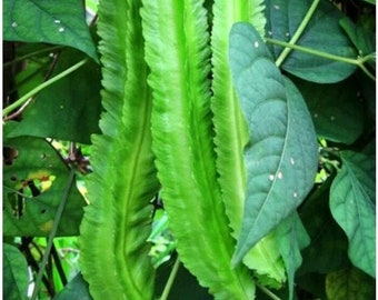 20 Winged Bean seeds #02