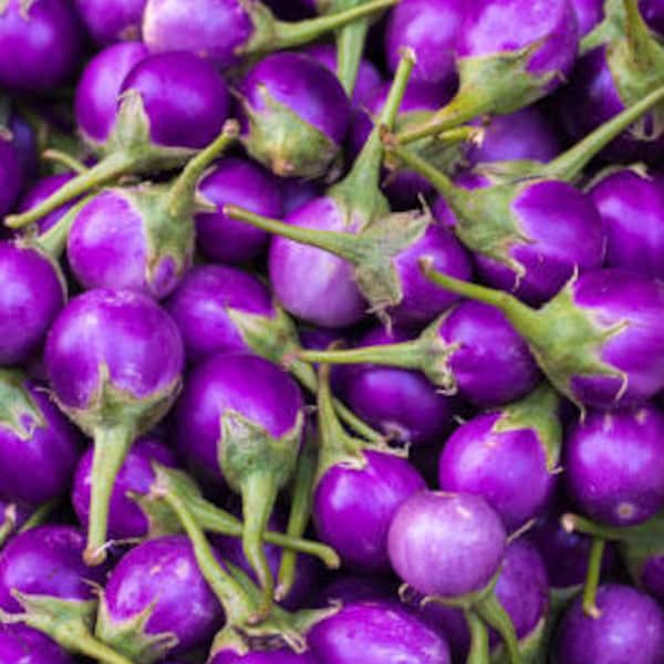 50+Thai Baby Eggplant Seeds Round Purple