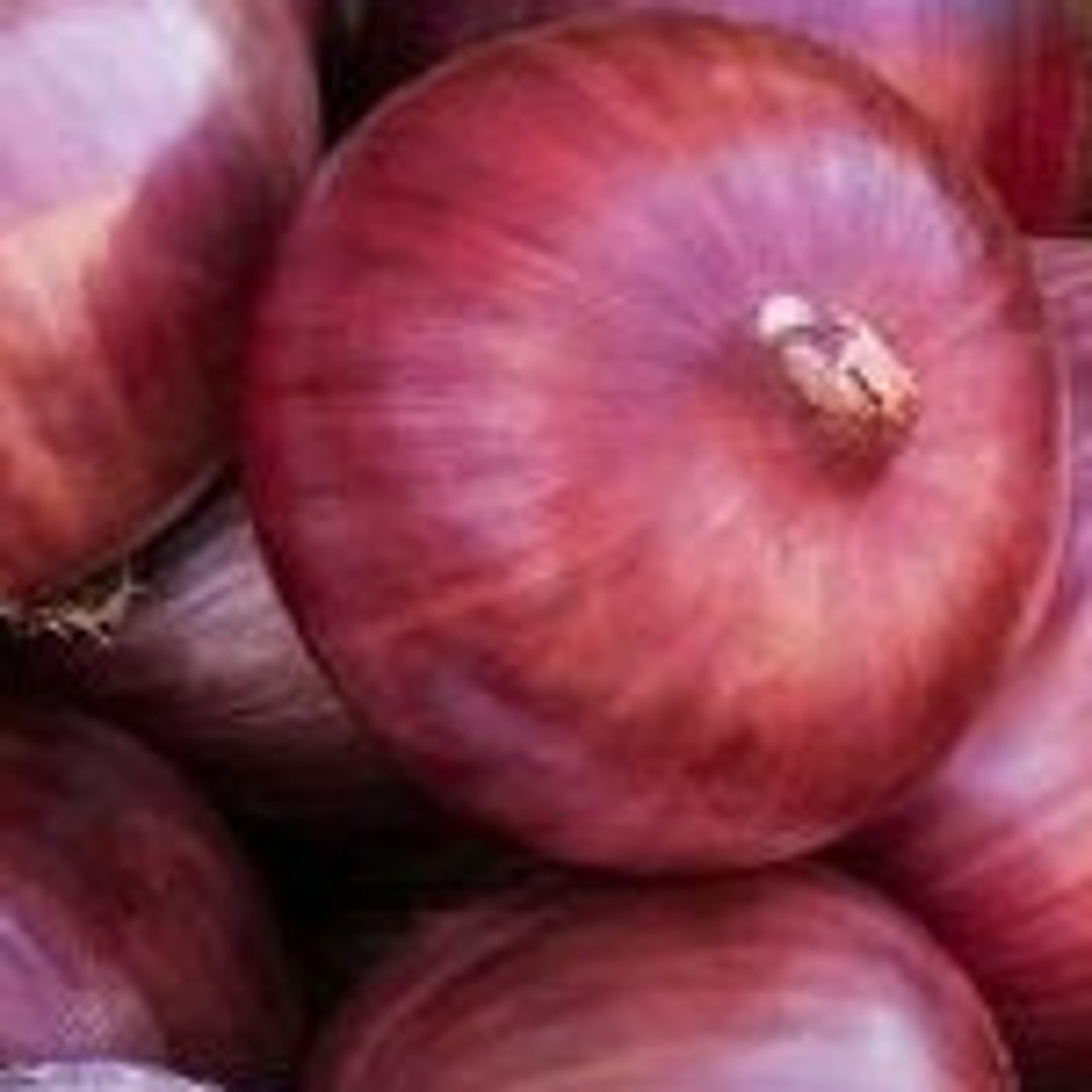 50 Red Geneva Cipollini Onions Seeds 7 Etsy