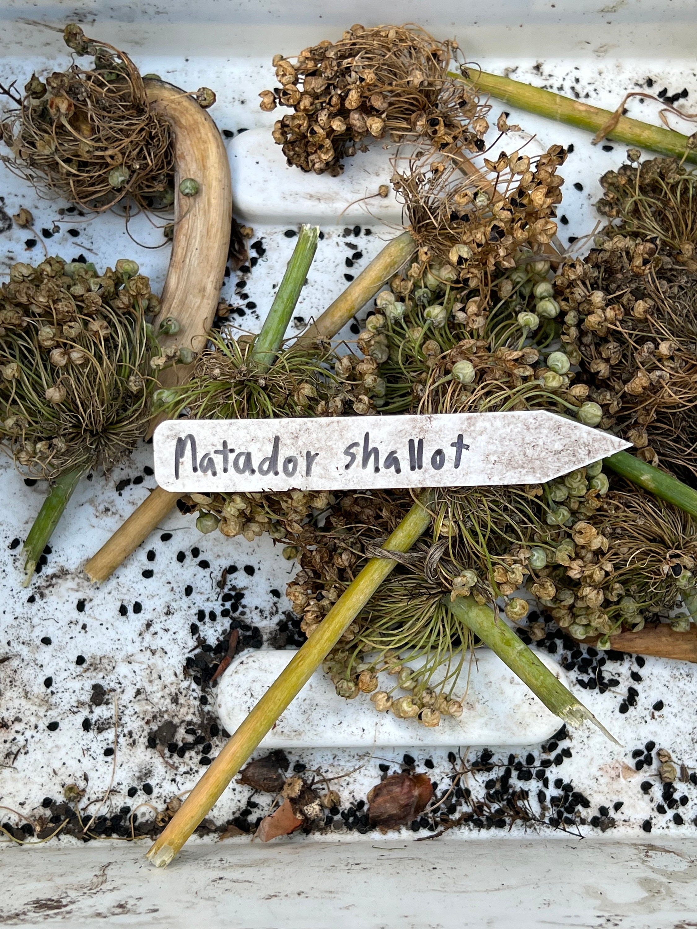 Matador F1 Shallot