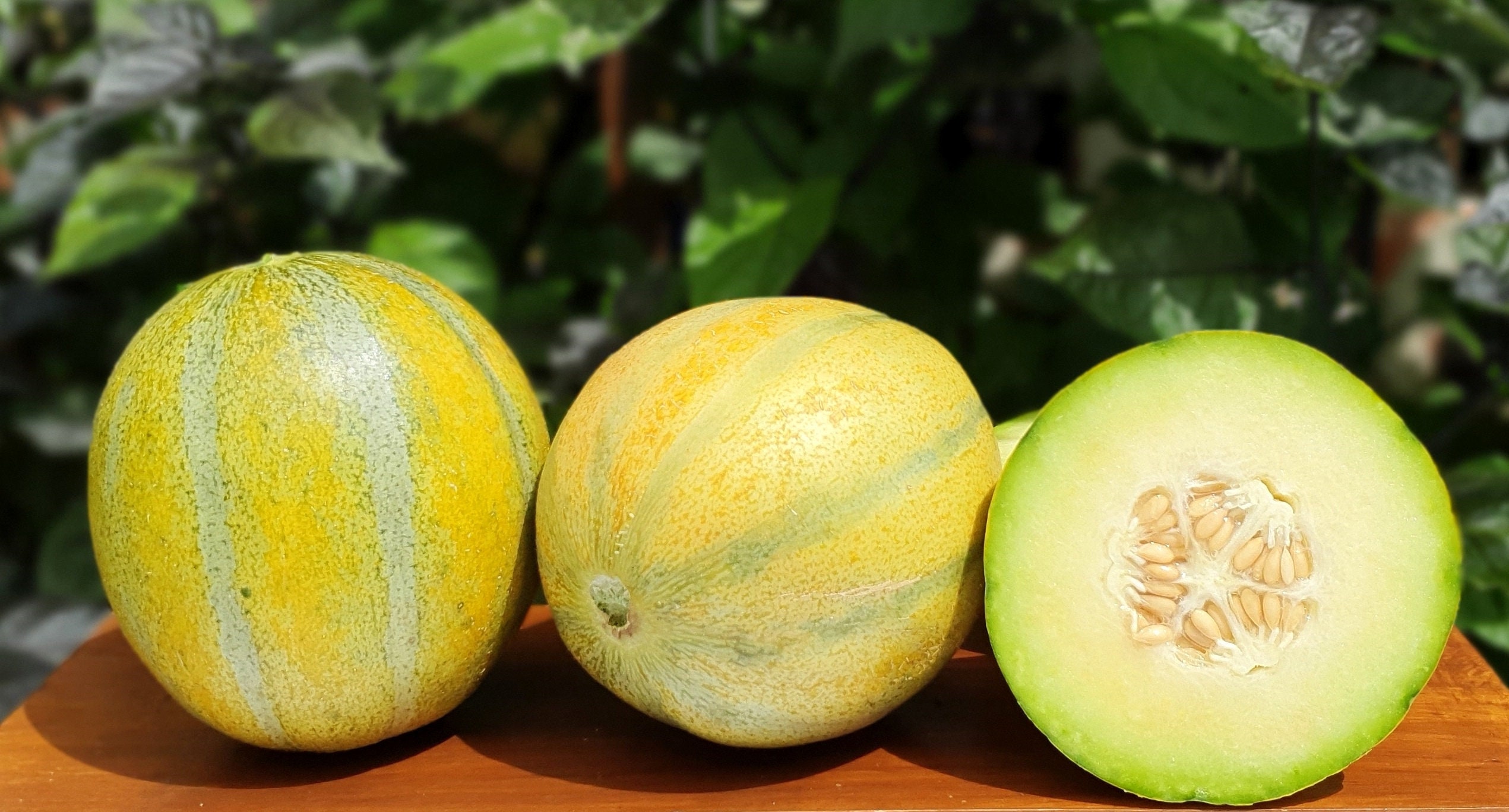 10 Israel HA’OGEN MELON seeds | Etsy