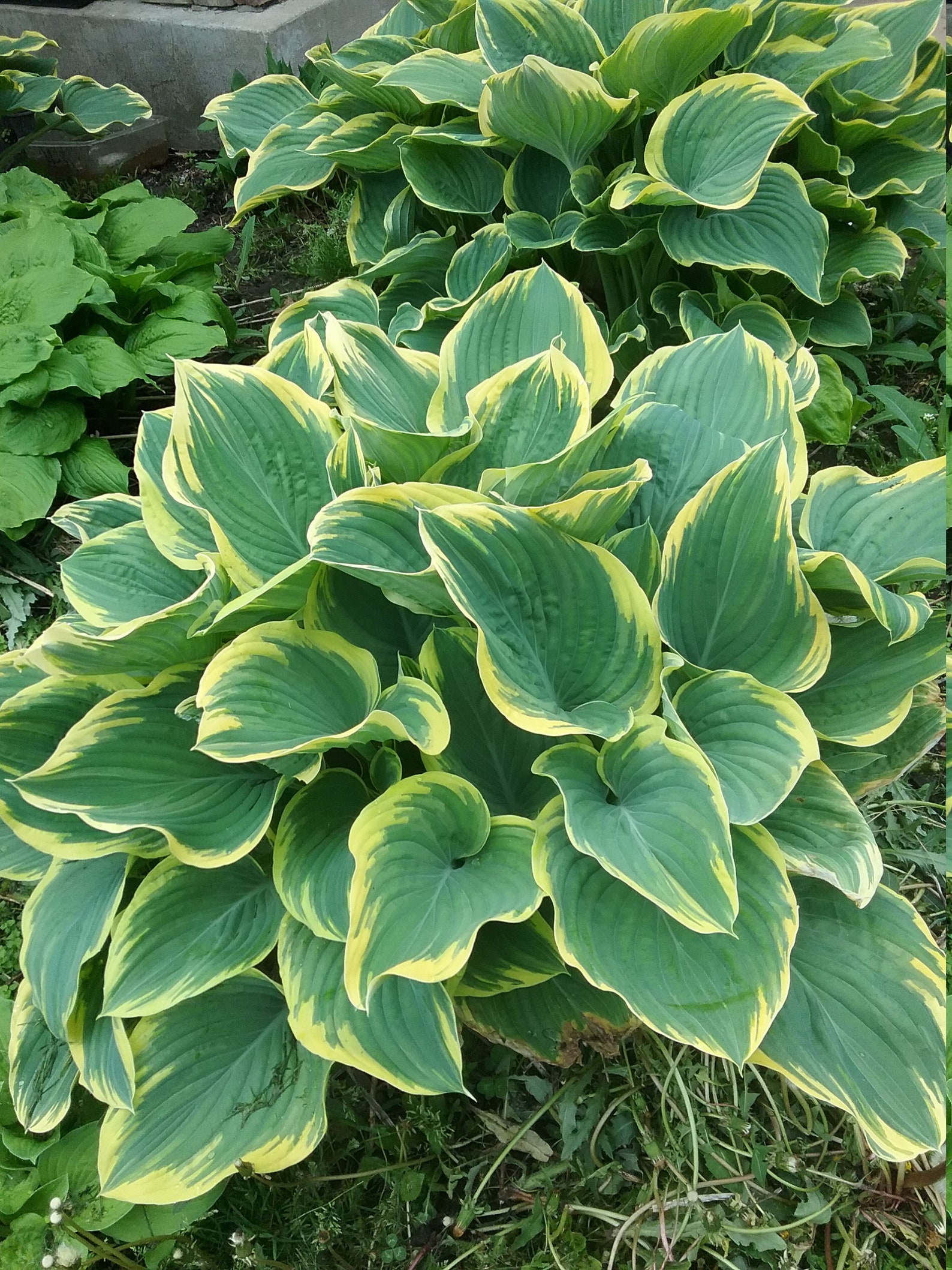 Organic 2Sagae hosta bare root plants Etsy