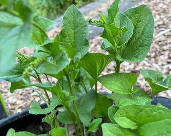 Perennial 20+Spinach Good King Henry seeds  Zone 3-9 (All Perennial seeds winter sowing be best germination)