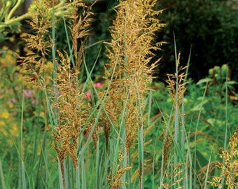 Perennial 500 Indian Grass seeds Zone 3-9