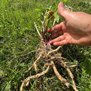 Perennial 1 Skirret bare root plant zone 3-9