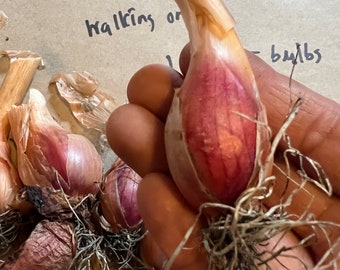 Perennial Egyptian Walking Onion zones 3-9 Organic -  Portugal