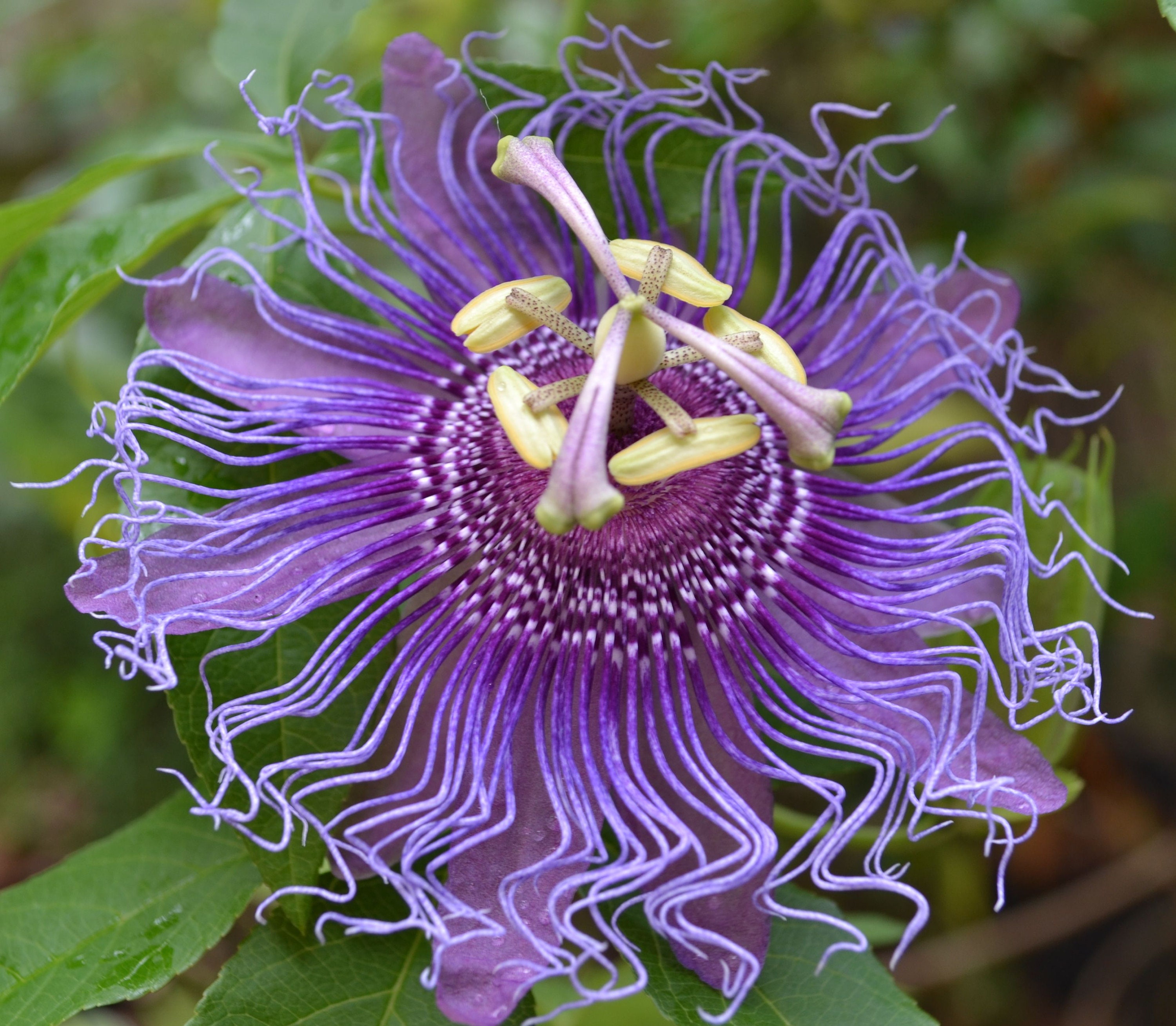 10Purple Passion flower seeds Etsy