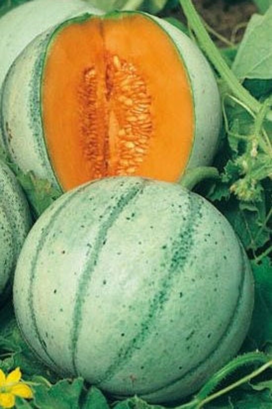 10 French Melon Aspire F1 Seeds Etsy