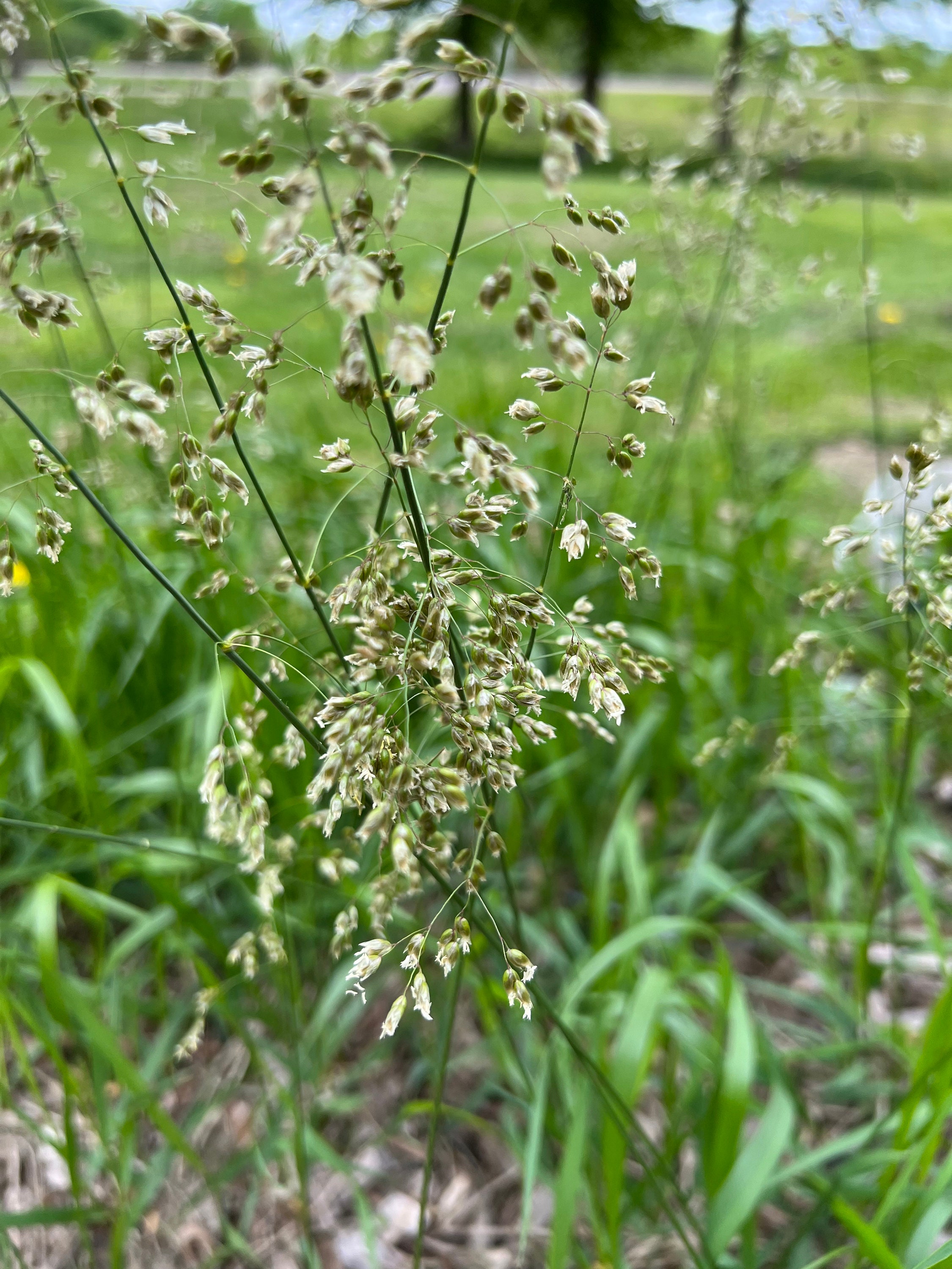 Sweetgrass Herb Plant, Hierochloe odorata