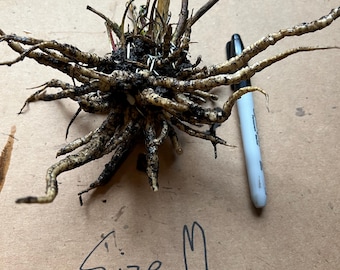 Perennial 1 Skirret bare root plant zone 3-9