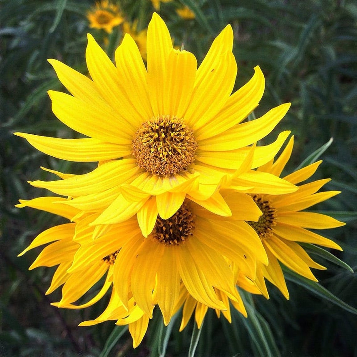 50 Perennial Sunflower Maximilian Seeds Zone 39 Etsy