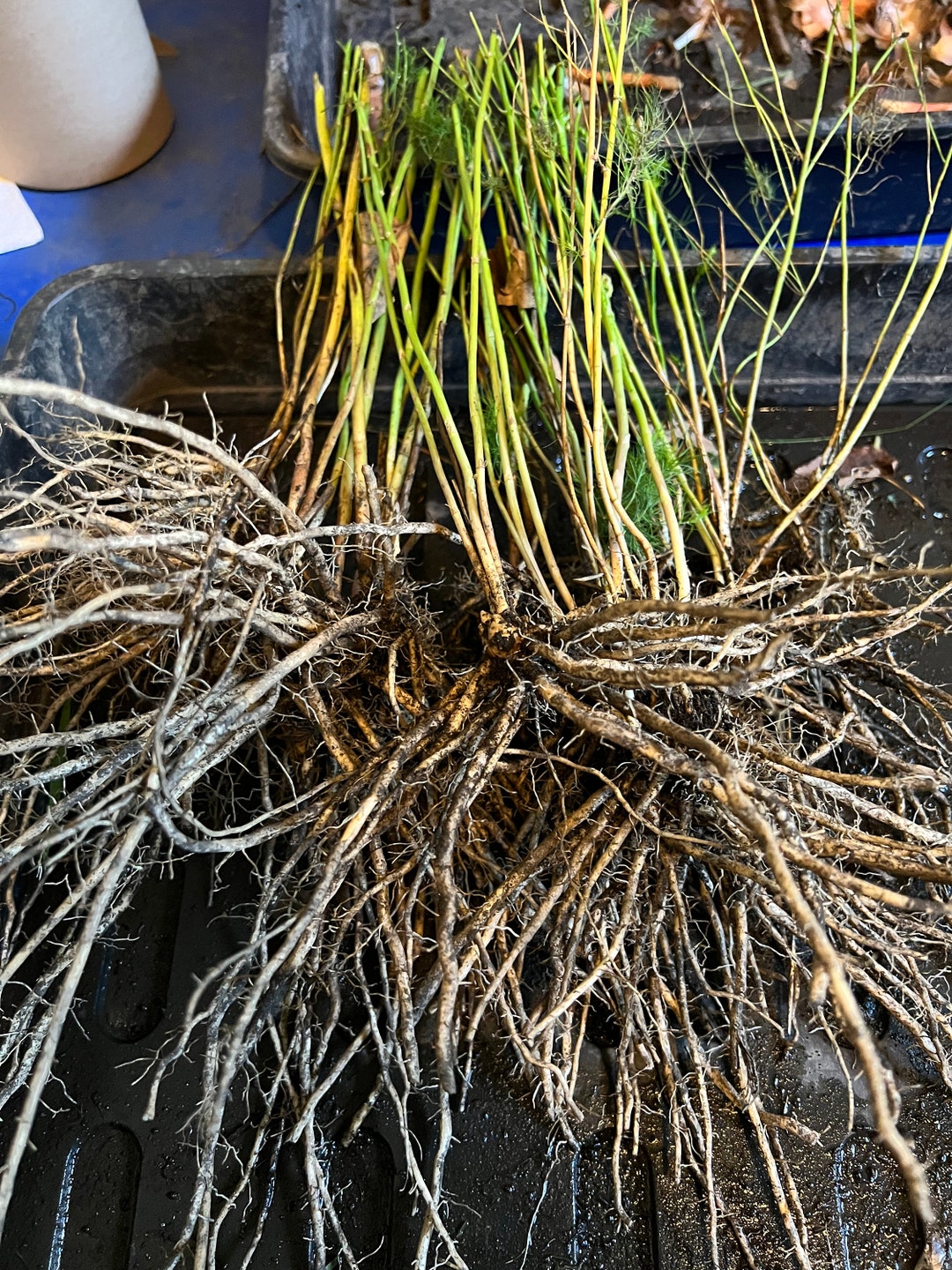 UC 157 F2 Asparagus Bare Root Plants Organic Etsy