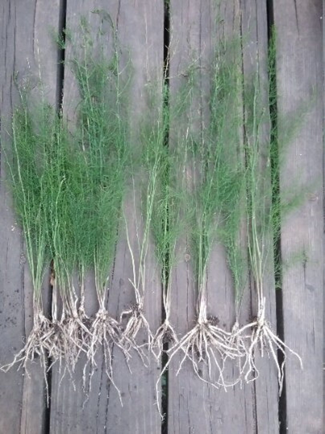 UC 157 F2 Asparagus Bare Root Plants Organic Size Ship 1 Year Etsy