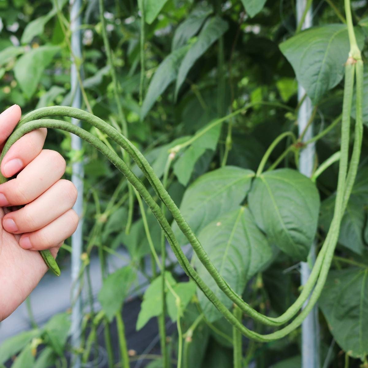 10yard Long Bean Noodle King Seeds 03 Etsy 10yard Long Bean Noodle King Seeds 03 Etsy