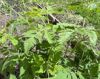 Perennial 20 Sweet Cicely seeds Zone 3-9 Seeds  do need cold stratification to germinate.
