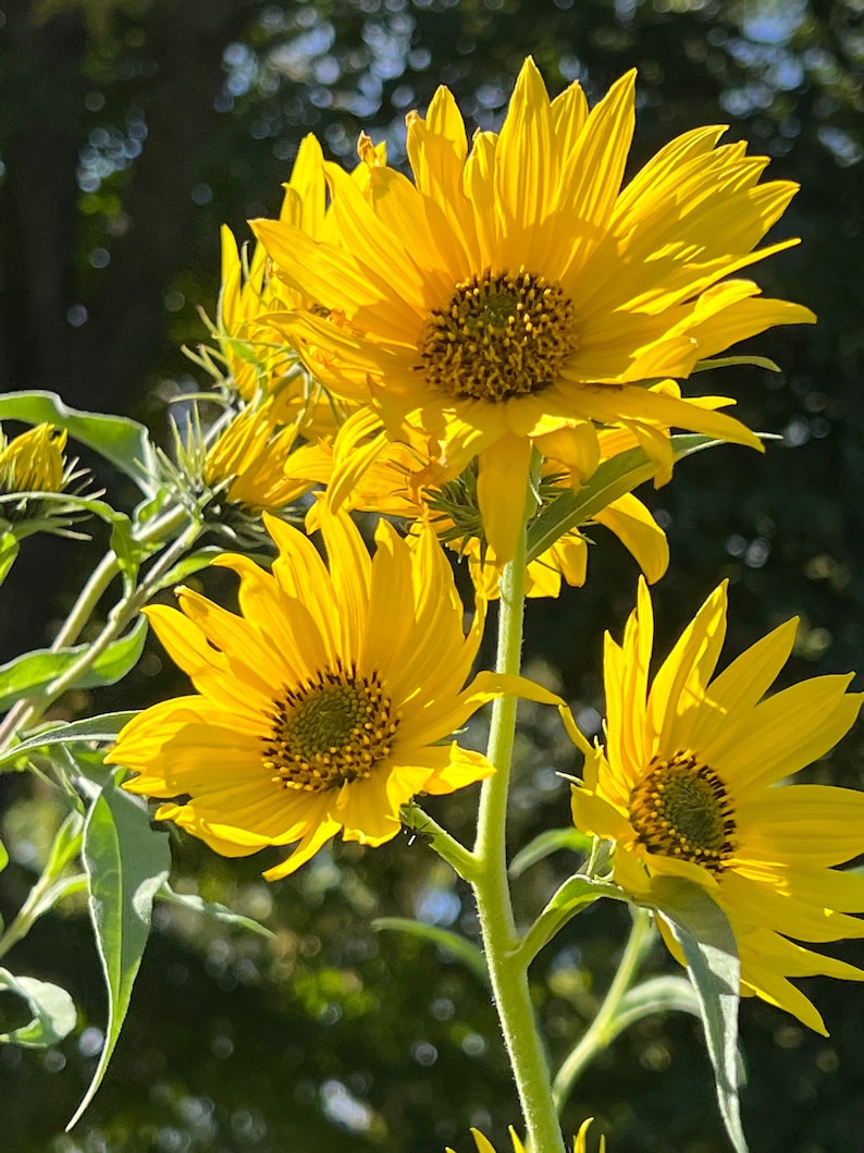 50 Perennial Sunflower Maximilian Seeds Zone 39 Etsy