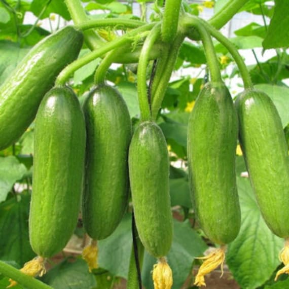 50 Muncher CUCUMBERS Seeds 