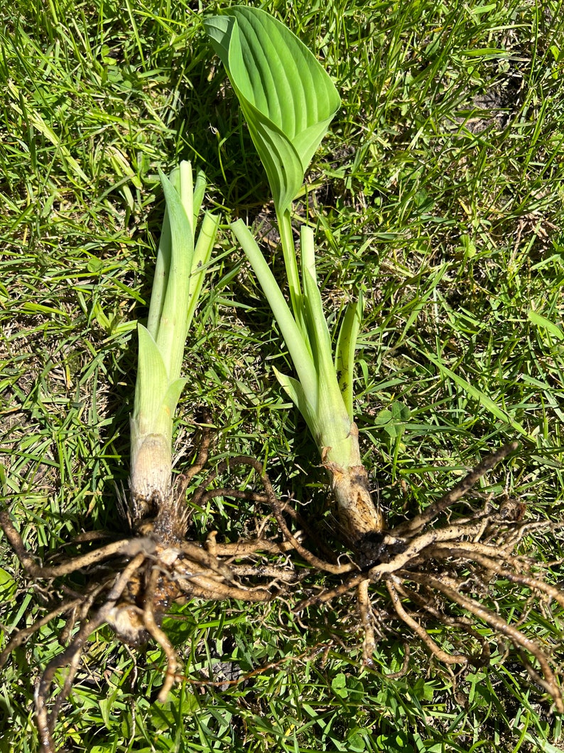 Hosta Root System Perennial 2 Empress Wu Hosta Bare Root Plant Ship Cut Leaf - Etsy