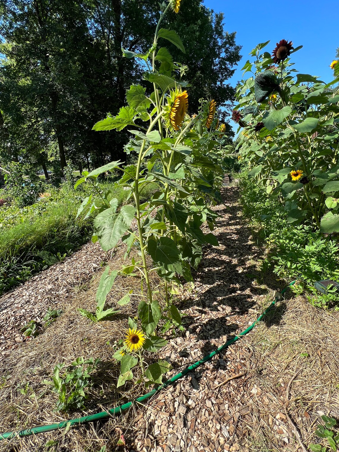 Container Sunflowers Junior 10 Seeds 38 Etsy