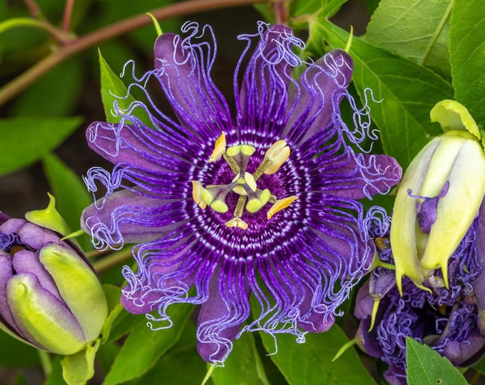 10 Purple Passion Flower Seeds Etsy