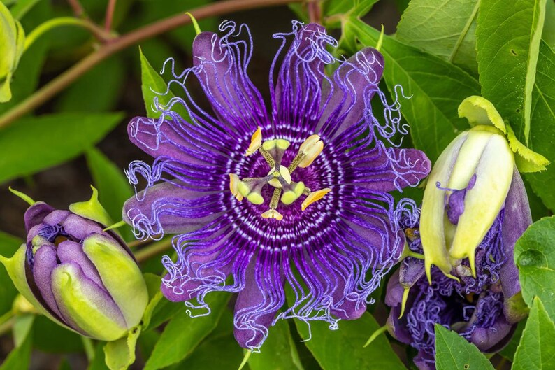 10Purple Passion flower seeds Etsy