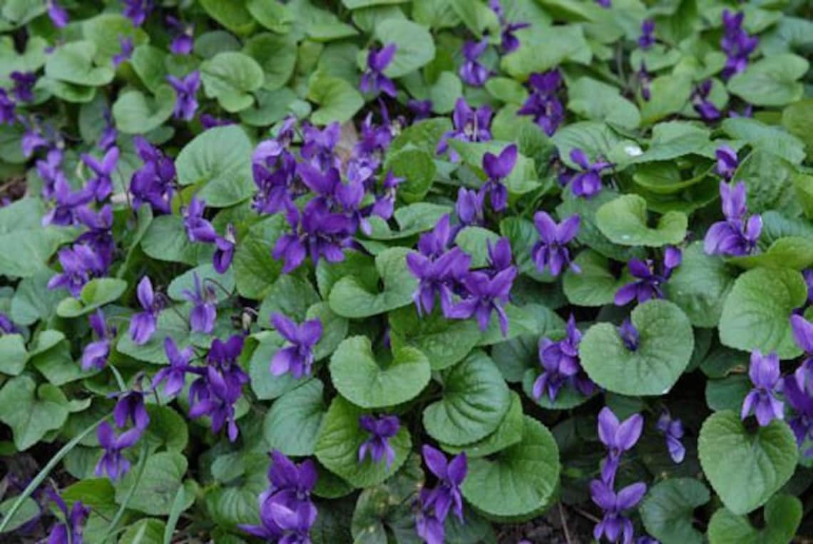5 Wild Violets Bare root plants Etsy