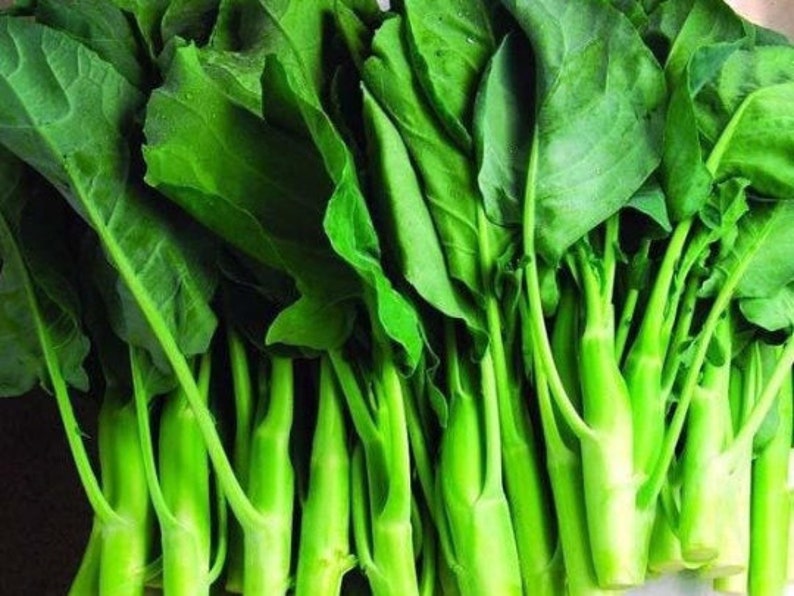 200chinese Broccoli Early Jade Hybrid Seeds 156 Etsy